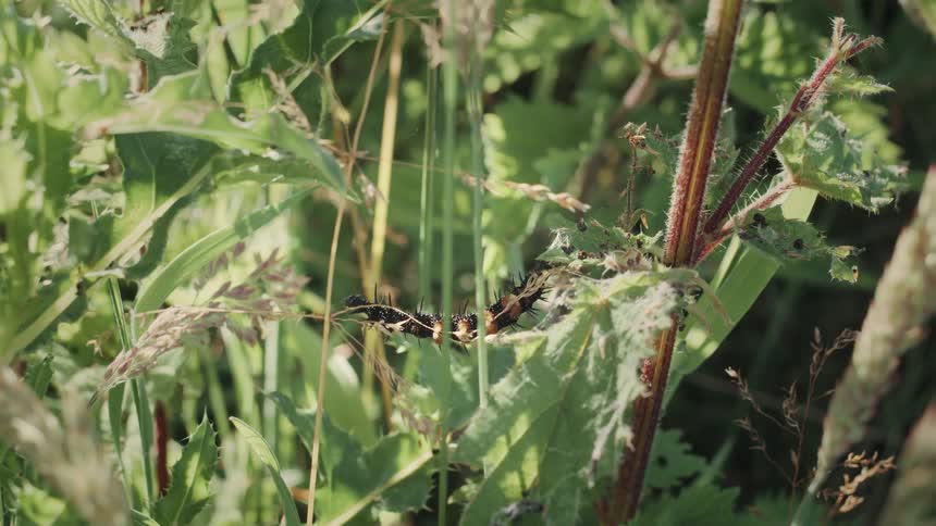 Close up of a black caterpillar moving on a plant twig in the forest during daytime