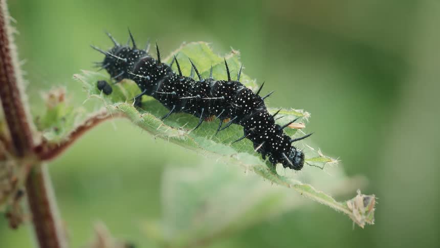 A spiky black peacock caterpillar crawls along a green nettle leaf