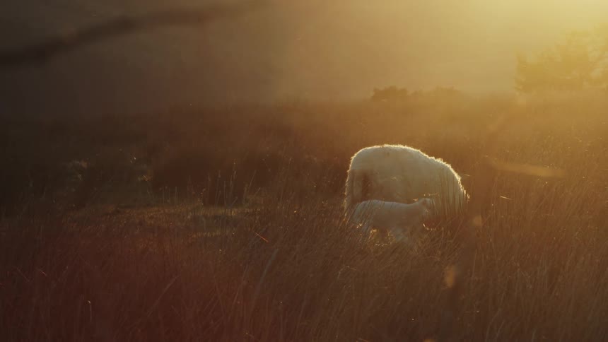 A lone sheep grazes in goldenhued grass at sunset