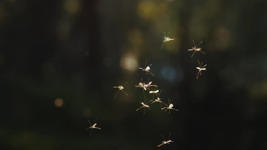Close up of insects flying in a cluster