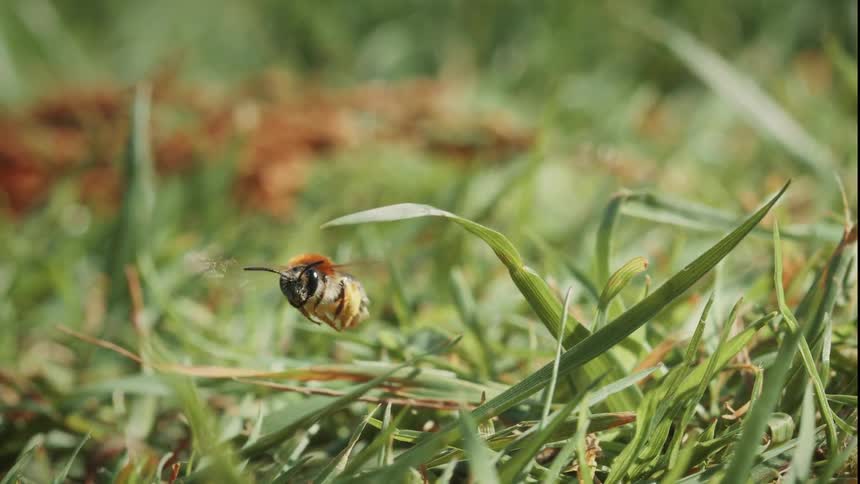Bee flying just above the grass and back on to the ground