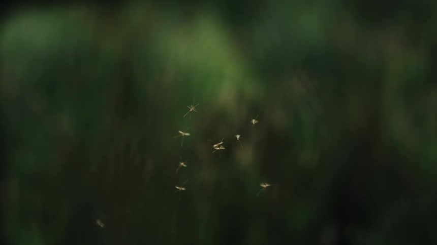 Group of insects flying in clusters