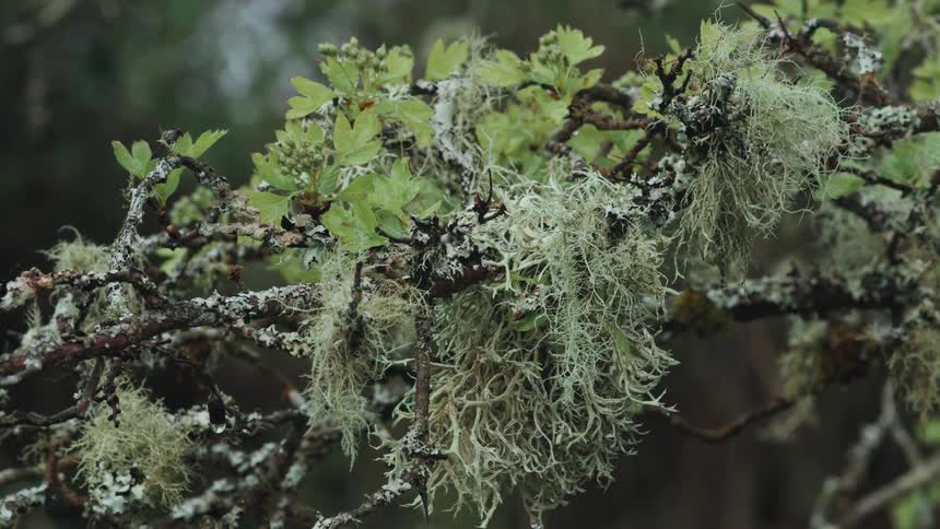 Moss is growing on the tree branch
