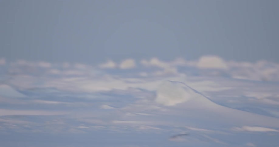 Polar bears walk through the snow