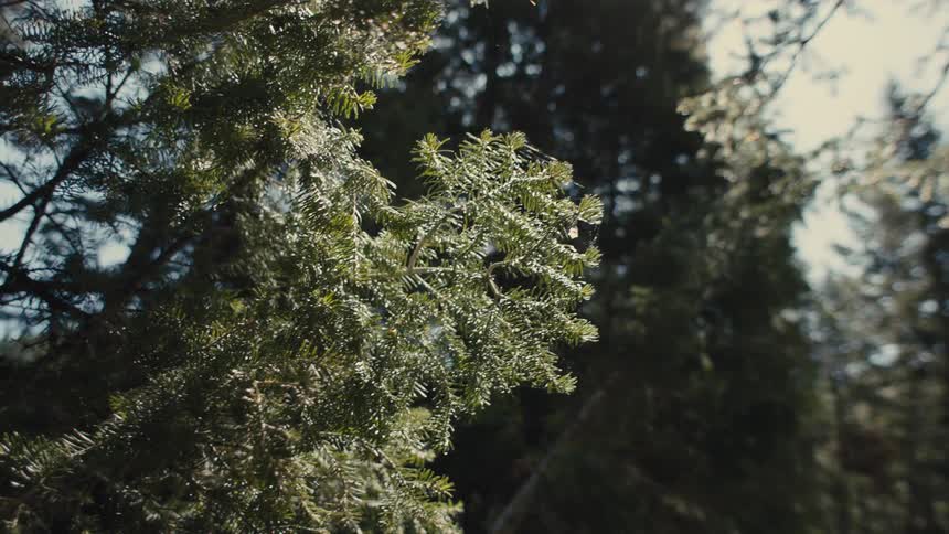 A forest filled with trees bearing green leaves is seen around midday