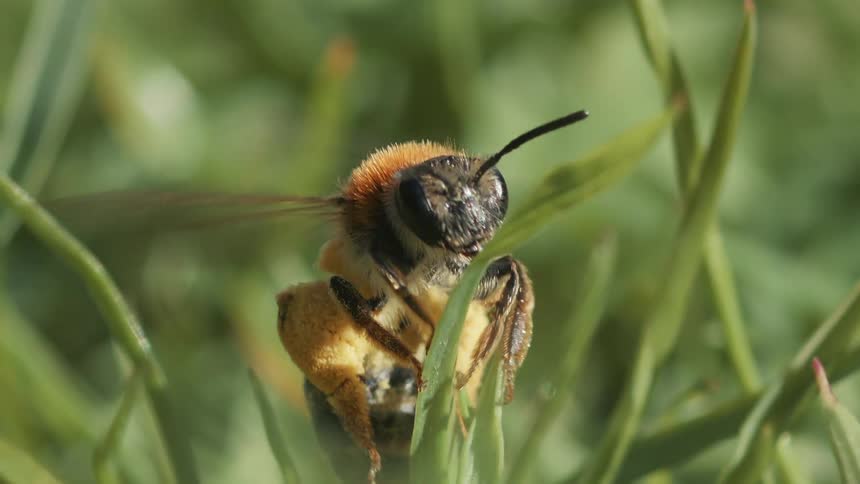 The early mining bee heavy with pollen flies off a blade of grass