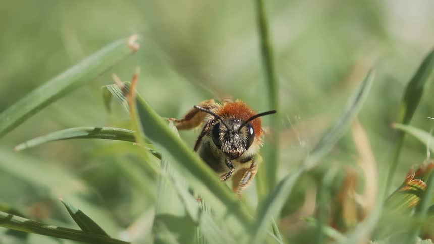 Close up of a bee flying away from a plant leaf outdoors during daytime