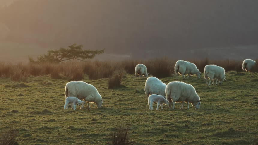 Sheep and lamb grazing on a grass field at sunset
