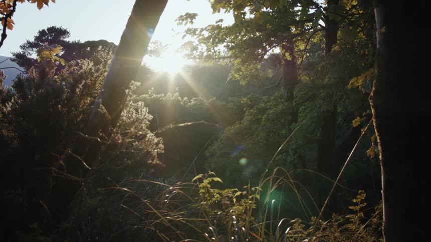 Sunlight filters through dense forest trees during a serene sunrise or sunset
