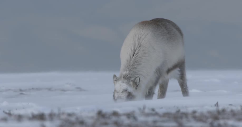 A caribou paws at the snow to graze on the grass