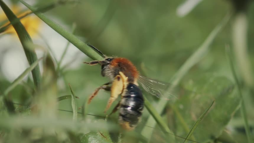 Bee sitting in the grass flies away