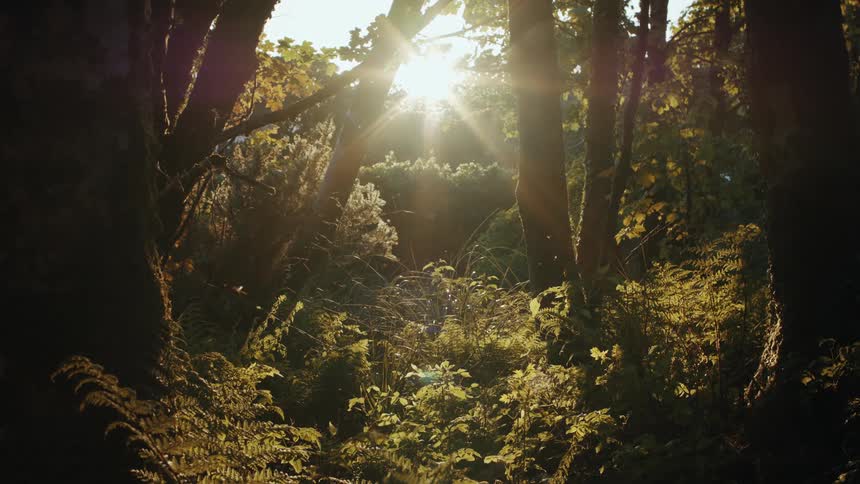Sunlight streams through dense forest vegetation in a peaceful woodland setting