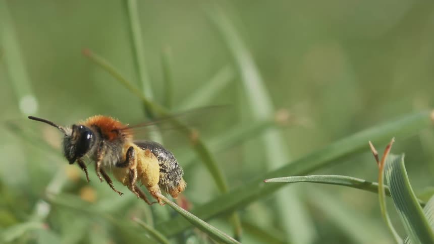 A bee is captured in mid flight hovering just above grass blades