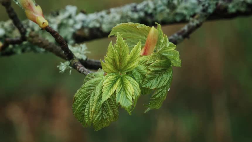 A close up of young green leaves sprouting from a lichen covered tree branch