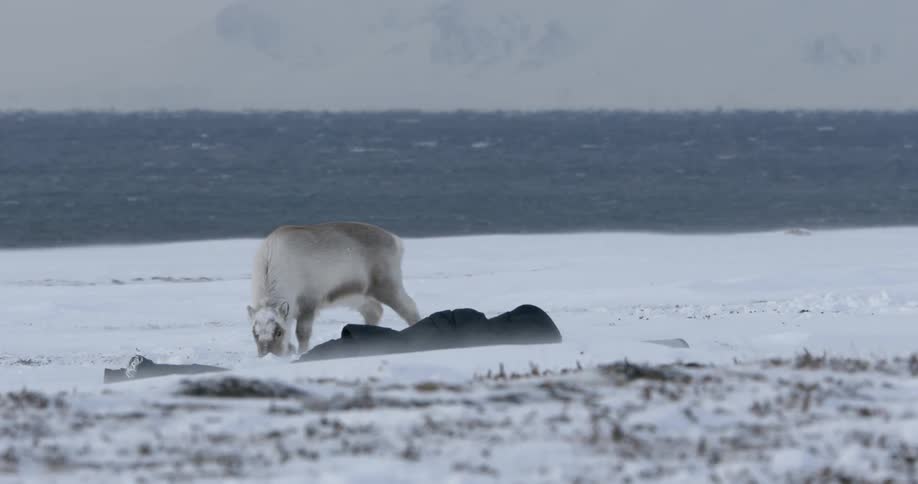 Man laying in the snow with an animal sniffing next to him