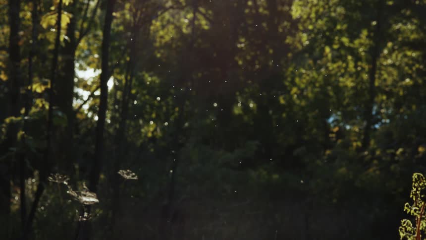 Sunlight filters through dense green trees in a peaceful forest setting