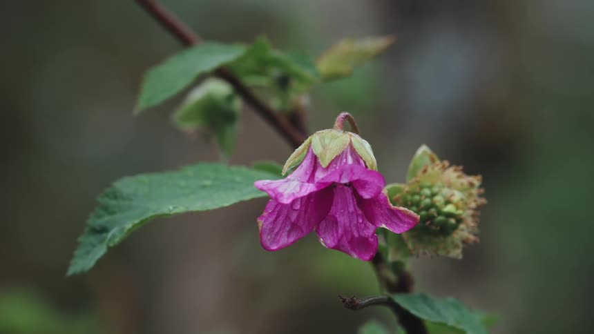 Pink flower with green petals with water droplets