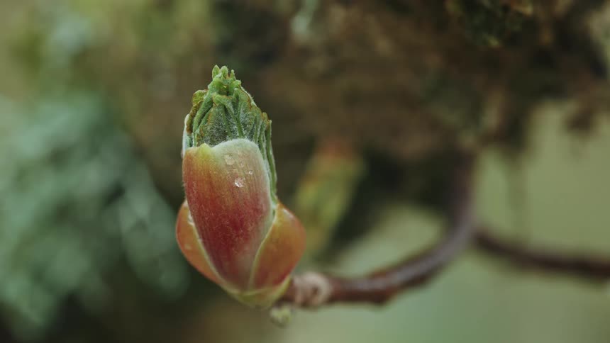A tree bud is starting to open showing green growth inside