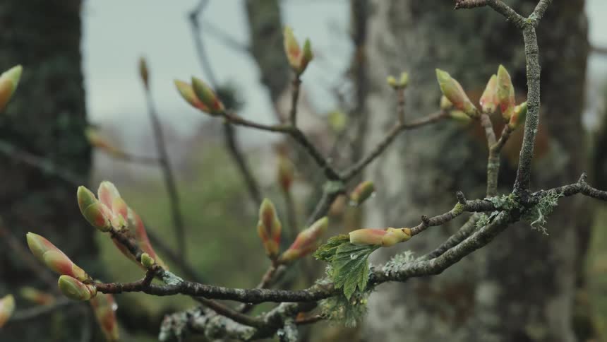 Closeup of budding tree branches signaling the start of spring