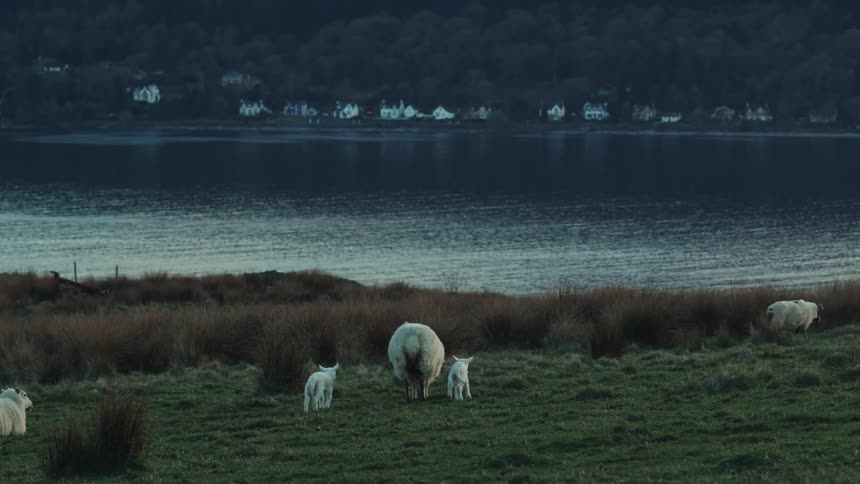 A herd of sheep are grazing on the coast by water