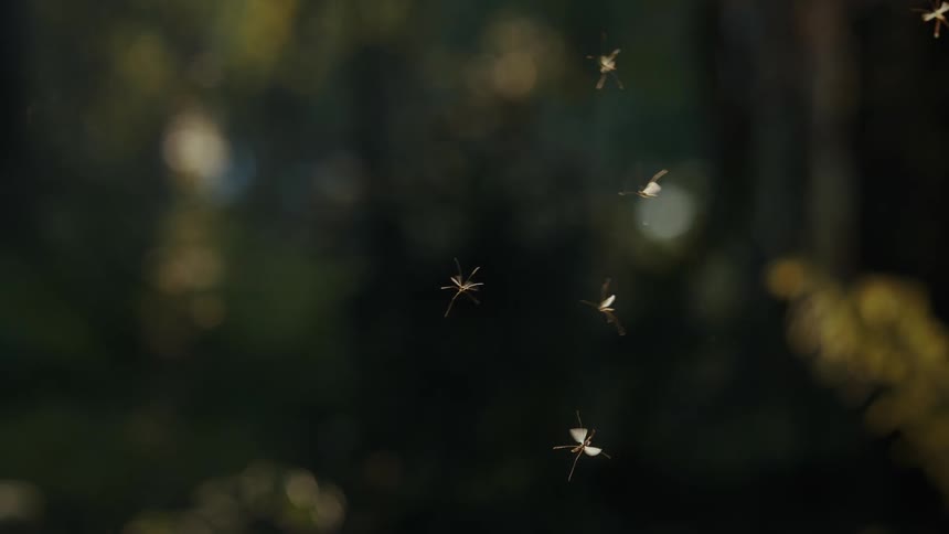 Group of insects flying outdoors against a green background