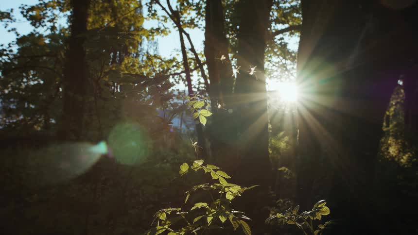 A beam of sunlight streams through a dense forest with dragonflies hovering in the warm glow