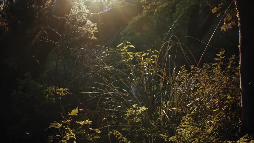 Dense forest with insects and sun reflection