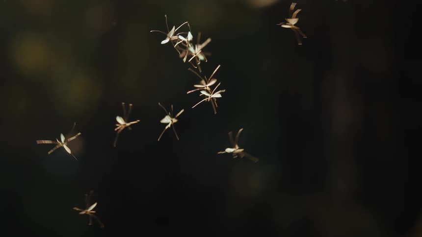 Insects are flying and mating