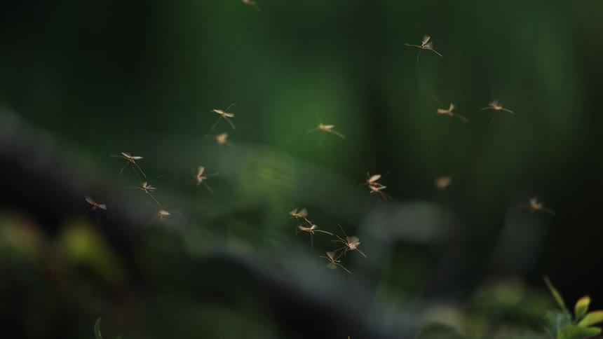 Numerous small insects are seen actively flying and swarming in a forest