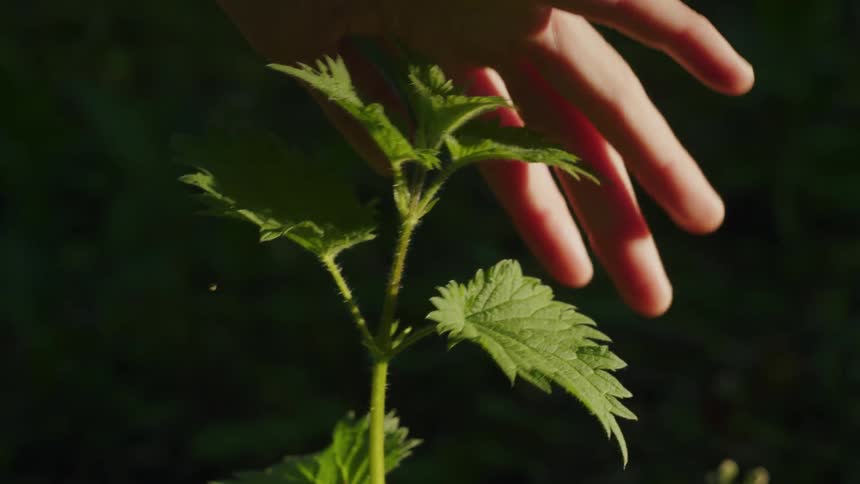Human hand gently caressing nettle plant leaves