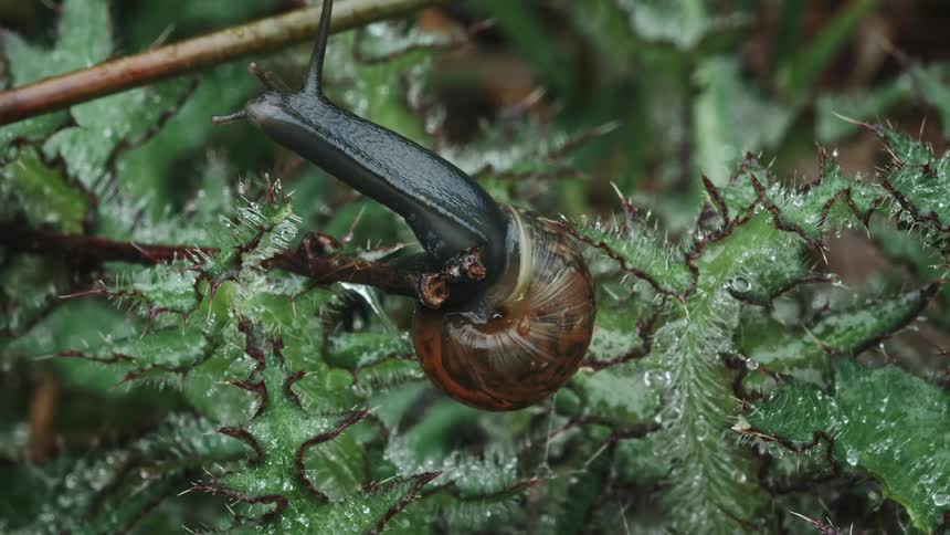 A snail is hanging upside down from a branch amidst sharp dewy green foliage