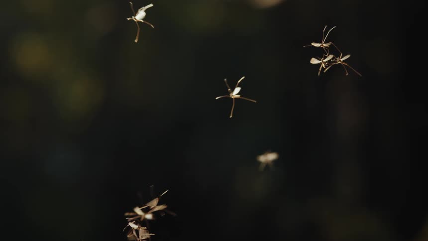 Group of insects flying together