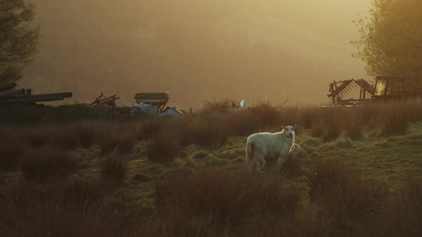 A sheep and lamb stand in golden grass at sunset