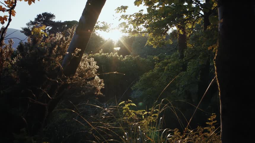 Sunlight filters through dense forest foliage in a calm natural setting