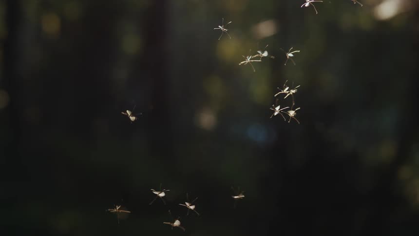 Flies in the air at daytime