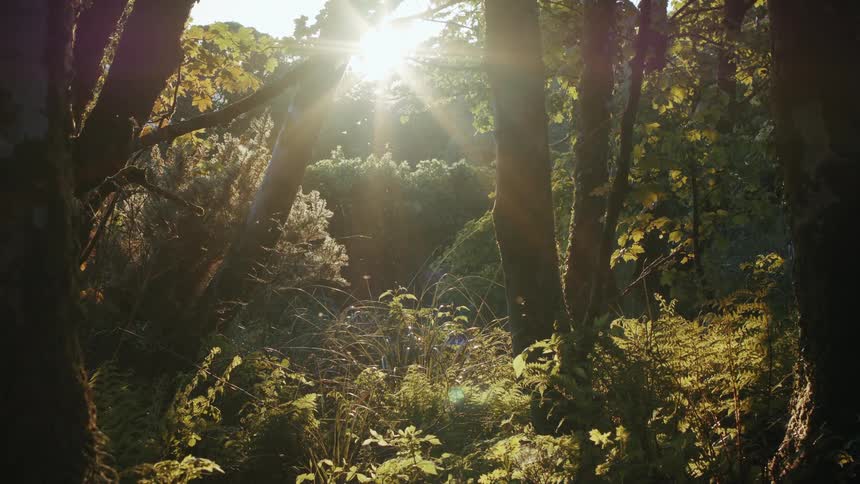 Sunlight streams through the trees in a lush green forest creating a beautiful lens flare and illuminating particles floating in the air