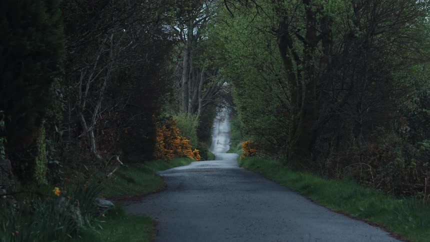 A narrow road winds through a lush green forest with overhanging trees and blooming bushes