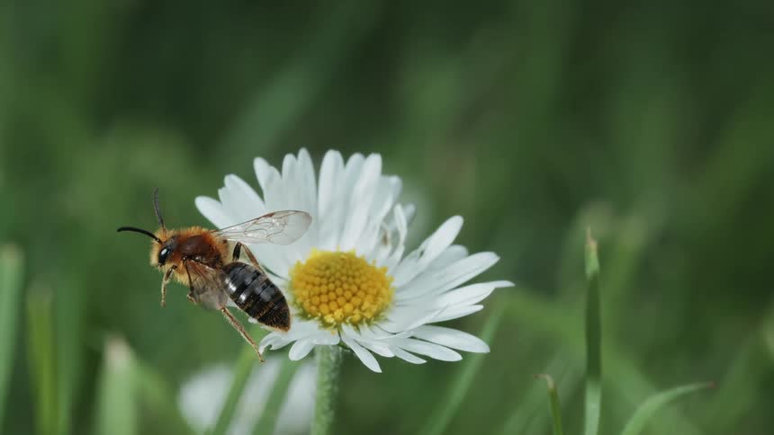 A closeup of a bee perched on a white daisy flower in a grassy field