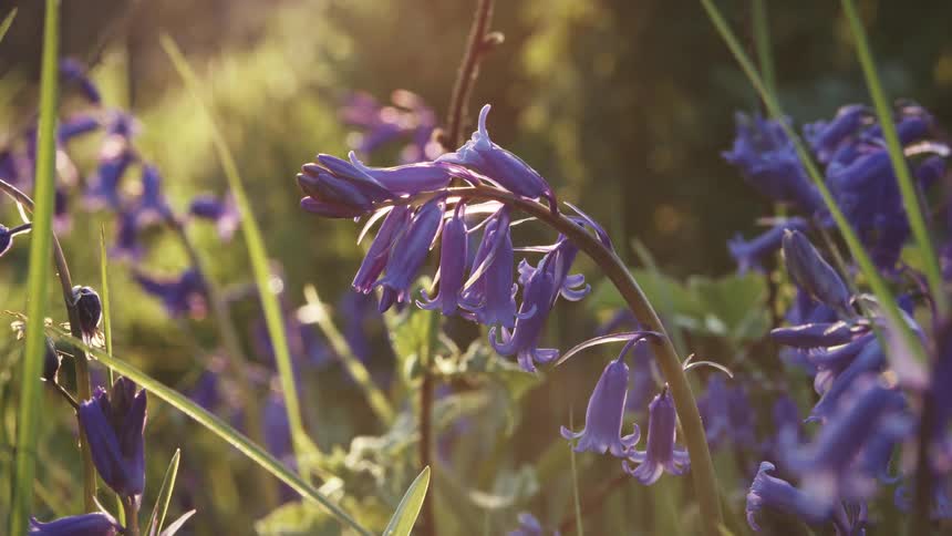 Purple flowers in a field with golden sun reflection