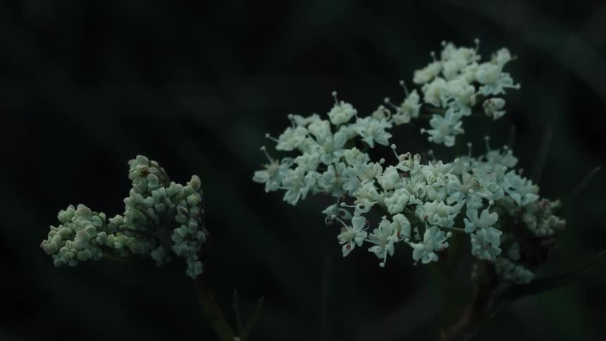 Small white wildflowers blooming against a dark natural background