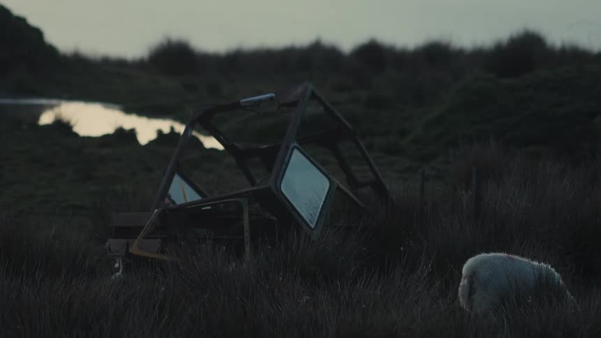 Sheep on grass outdoors with debris nearby