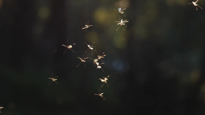 A group of crane flies fly around