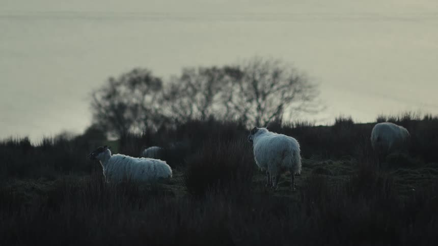 Sheep on a wooded hill with the sea in the background