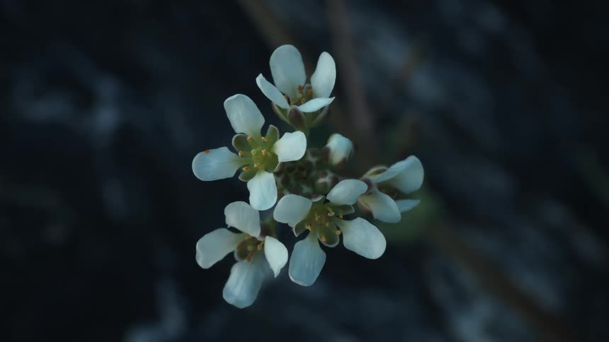Cluster of white flowers in close up against dark background