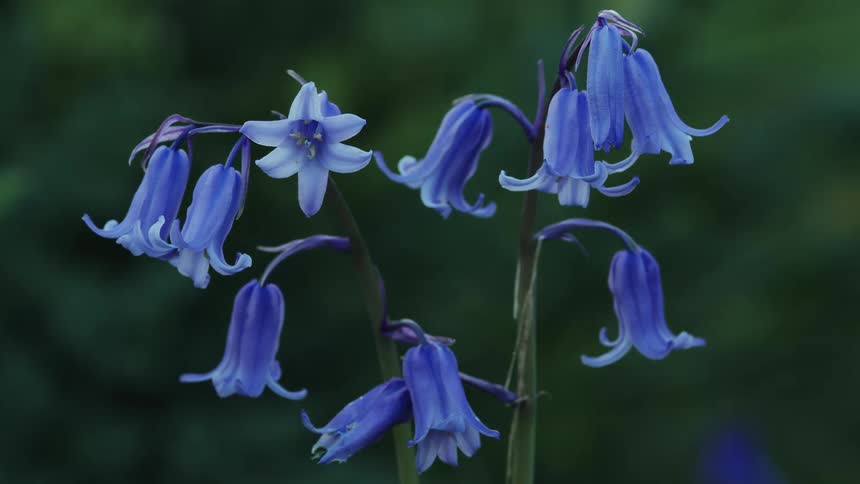 A group of blue flowers are outside