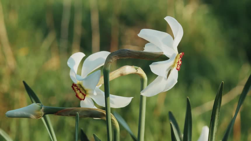 Wind blows the white flowers