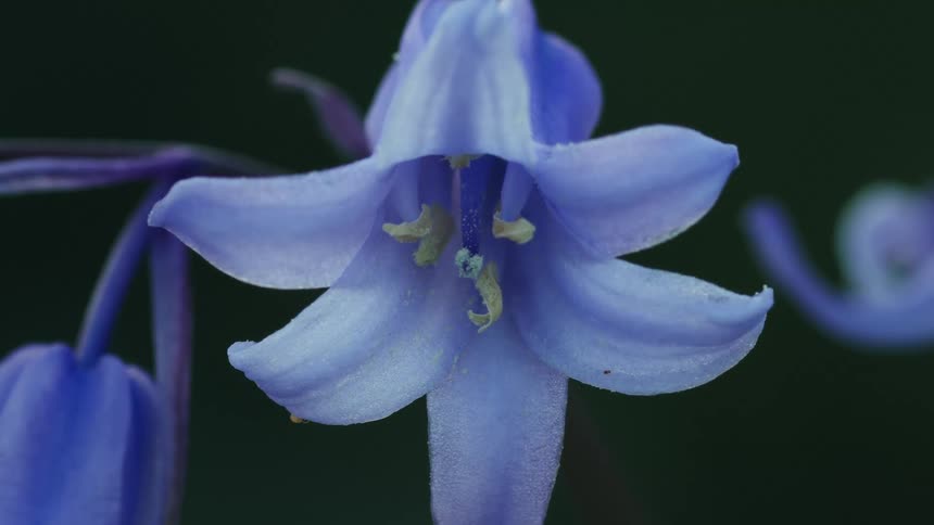 An extreme close up captures the delicate structure of a bluebell flower in bloom
