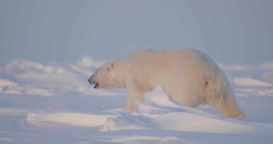 Polar bear walking in the snow in the arctic