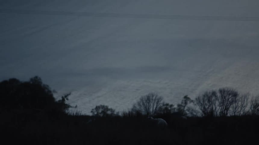 Silhouette of animals on a hill and the sea in the background
