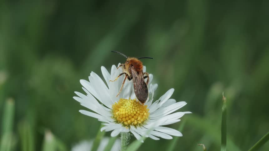Solitary bee on a flower outdoors